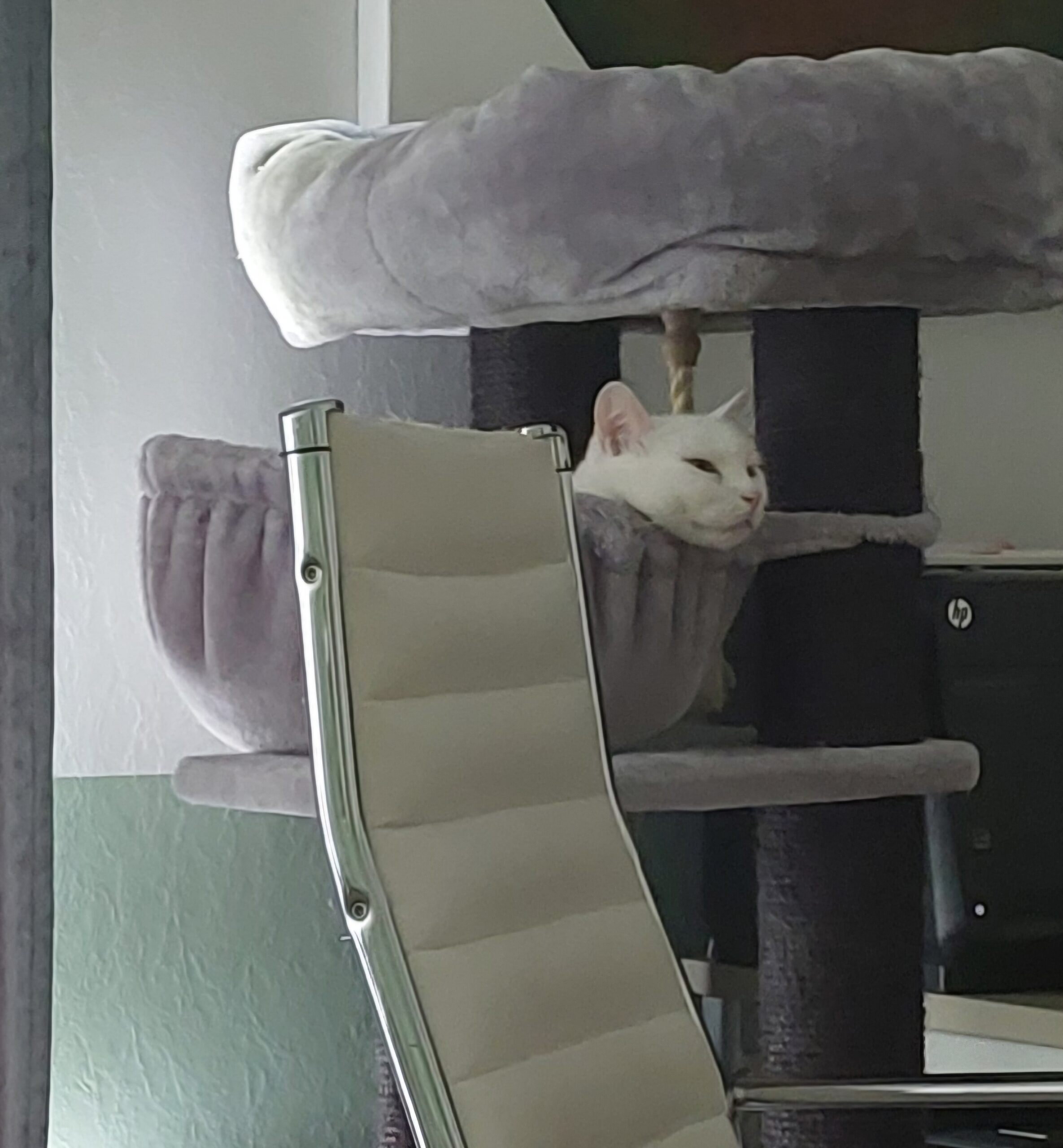 Montag